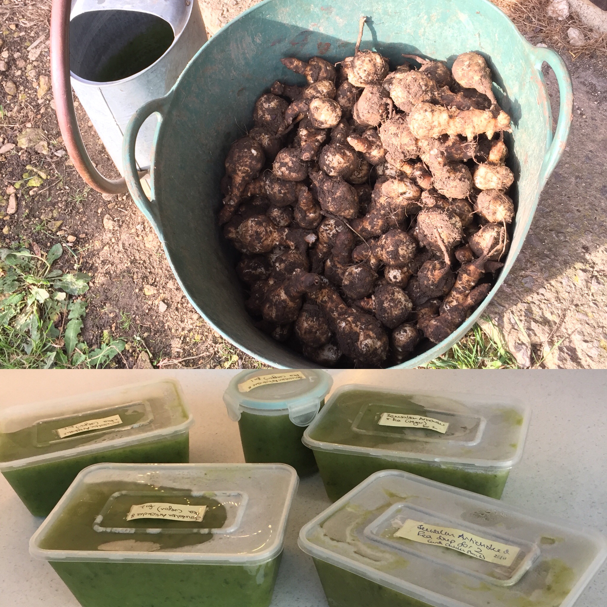 Jerusalem Artichokes