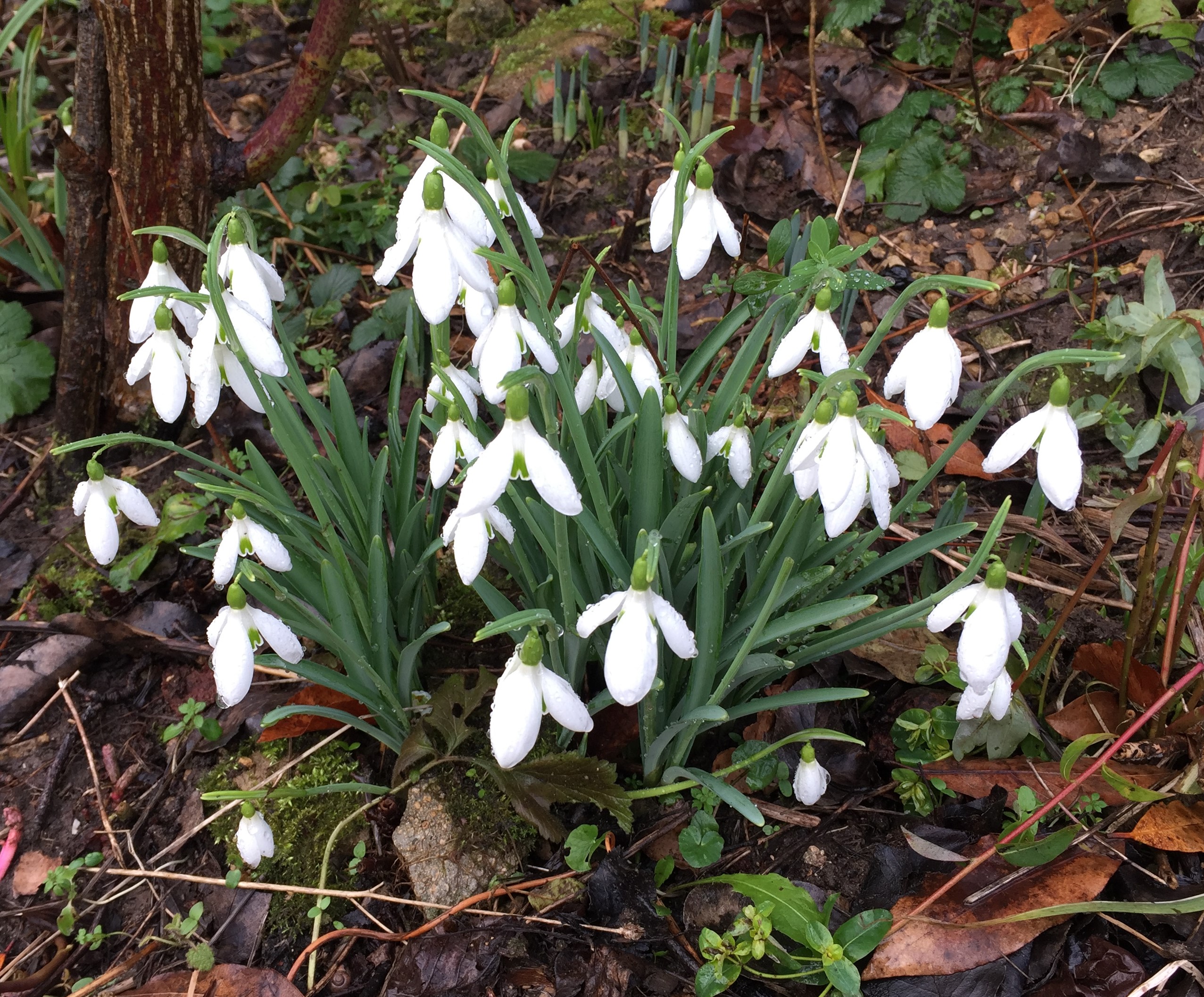 Snowdrops