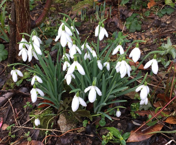 Snowdrops