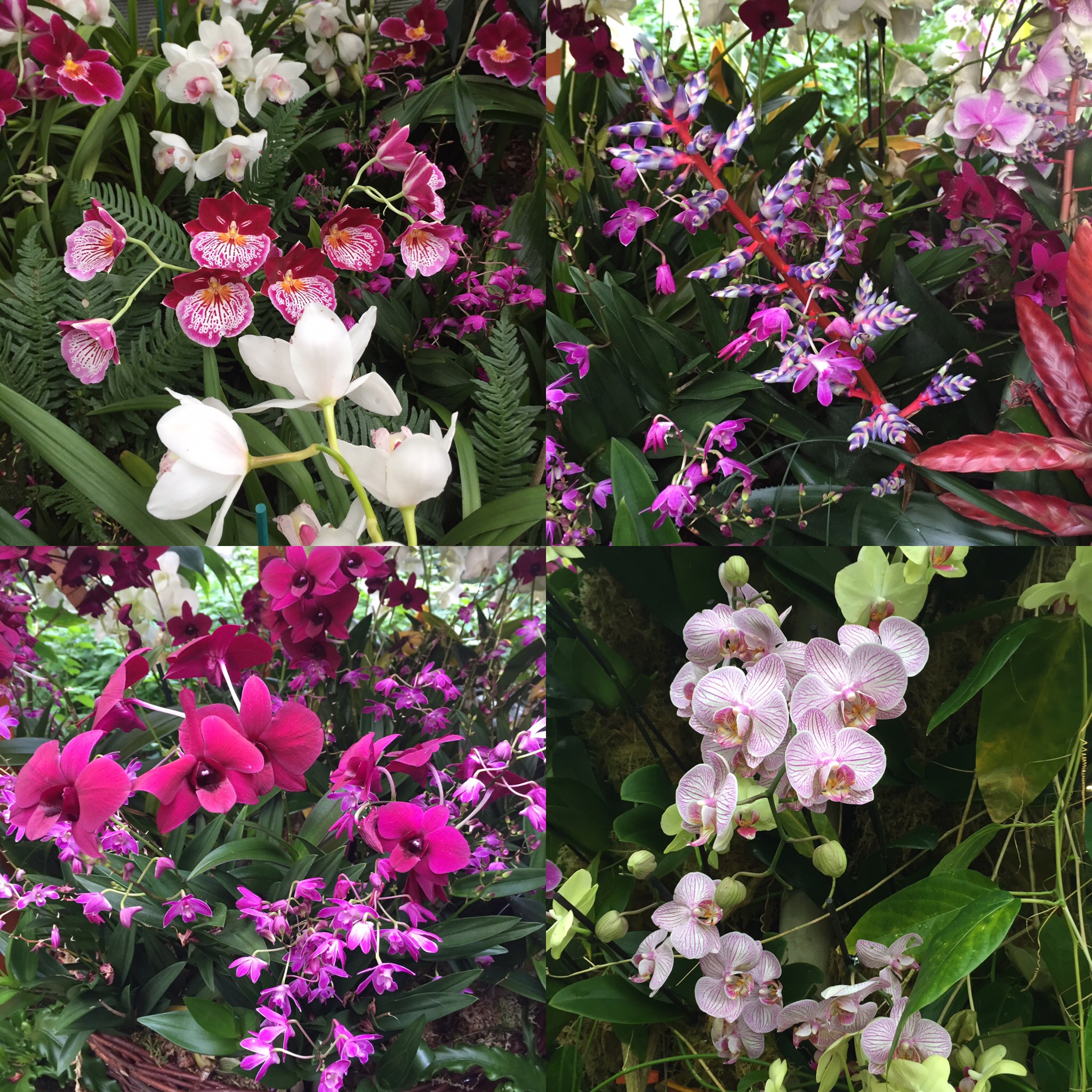 Kew Gardens Orchids