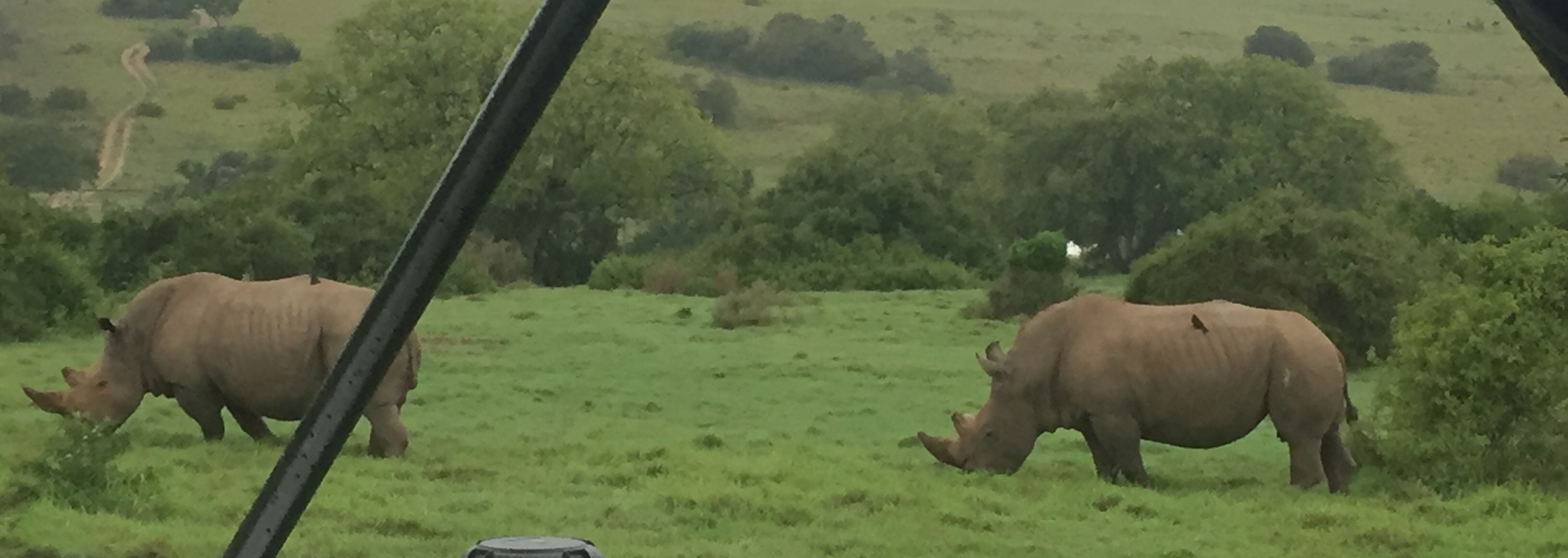 Schotia's Rhinoceroses