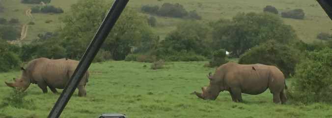 Schotia's Rhinoceroses