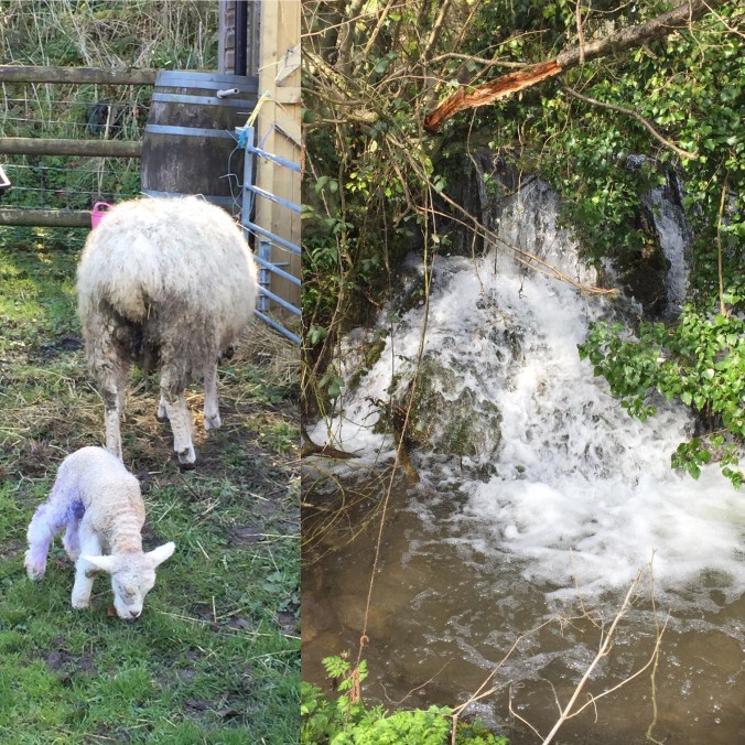 Full Water Courses and New Lambs