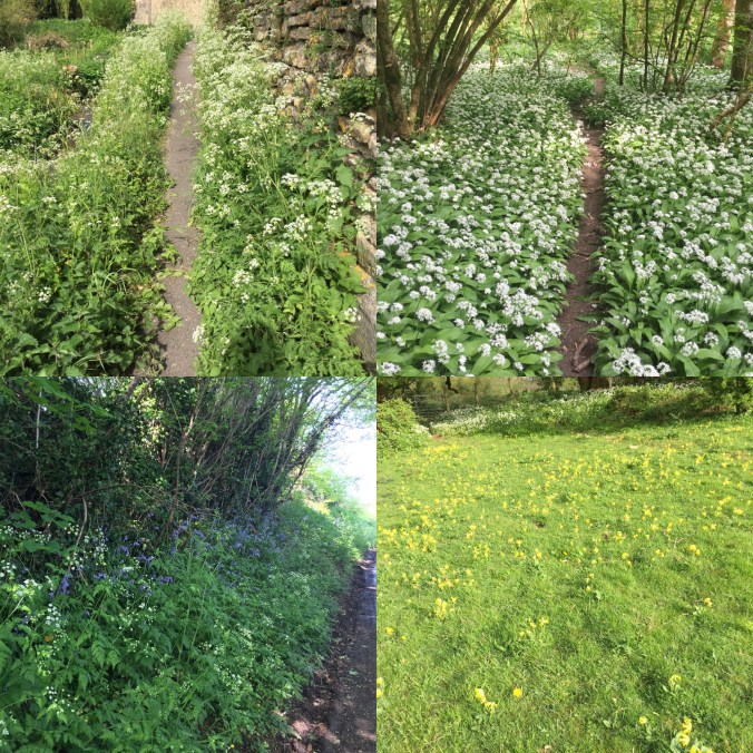 Wild Flowers OnThe Way to Town