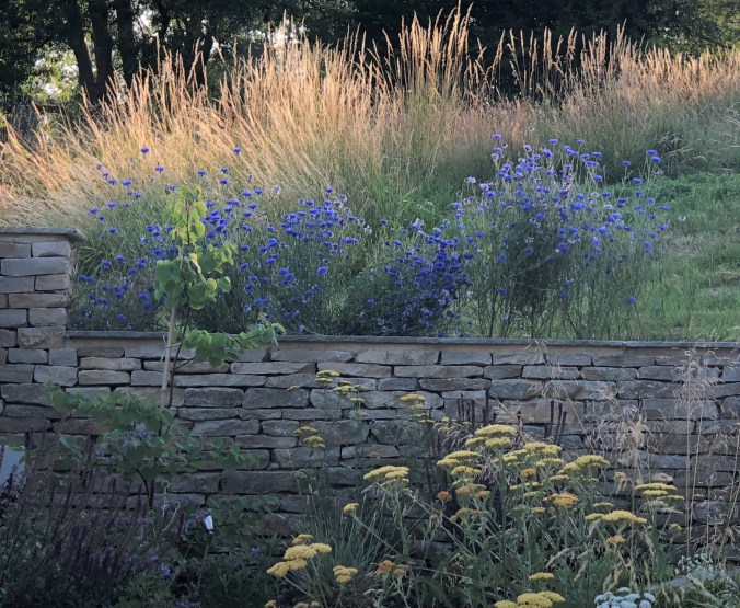 Sunset On Long Grass In Our Meadow