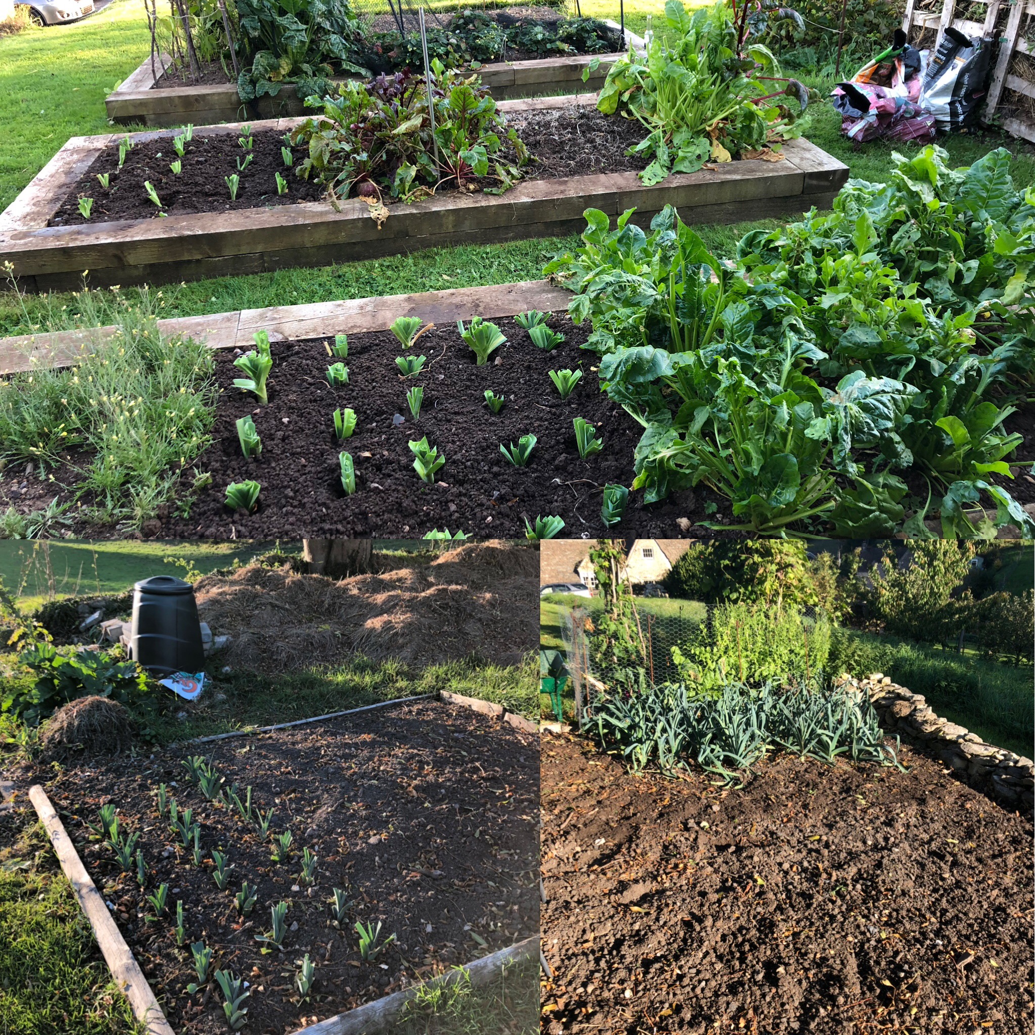 Leeks All Over The Vegetable Patch (With Beans, Beet and Chard)