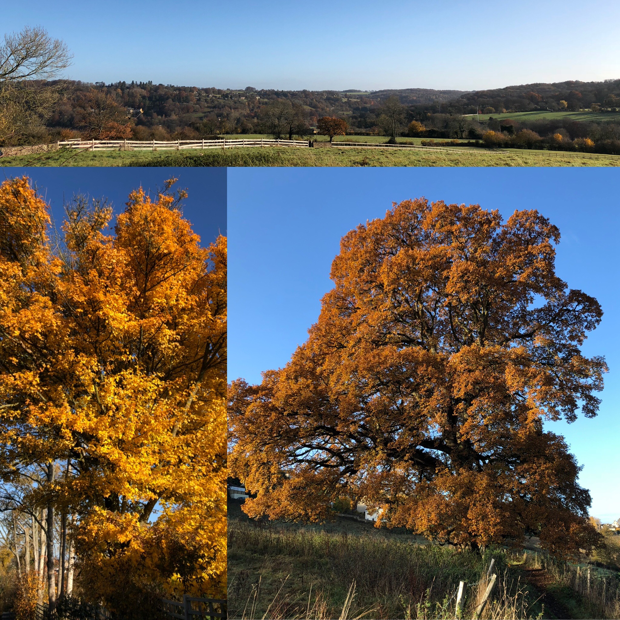 Autumn Views And Colour On My Walk Into Town