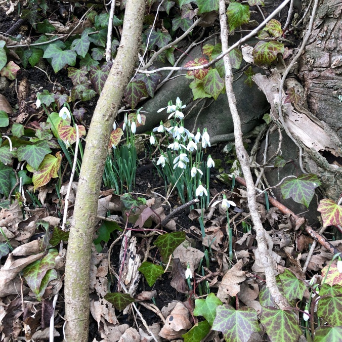 The First Snowdrops
