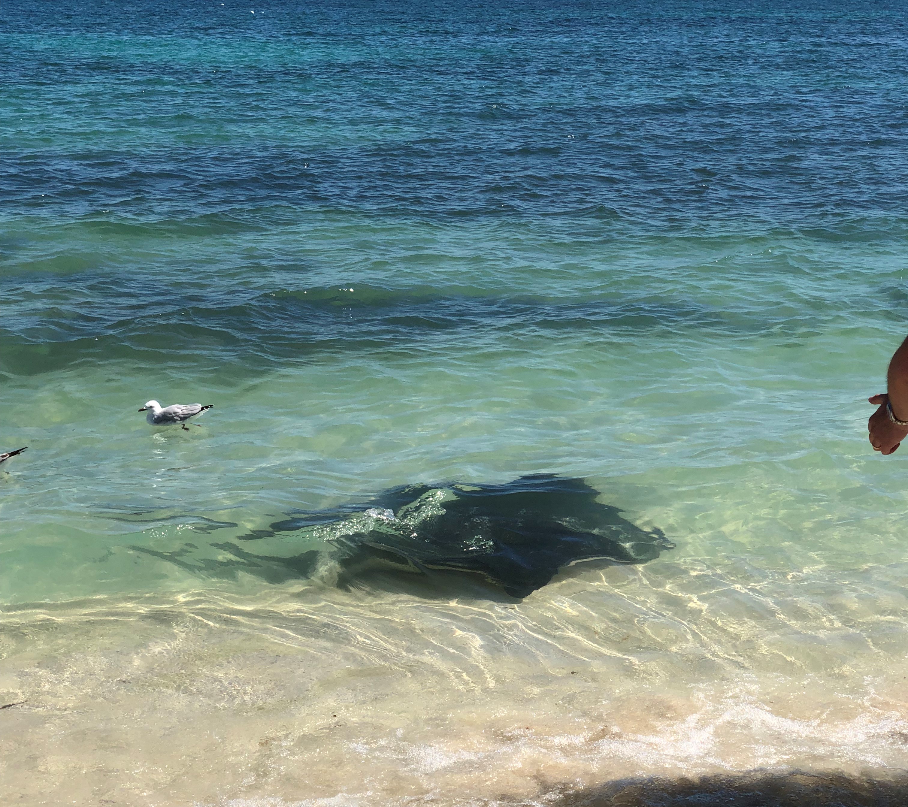 One Of Many Sting Rays In The Shallows Of Hamblin Bay