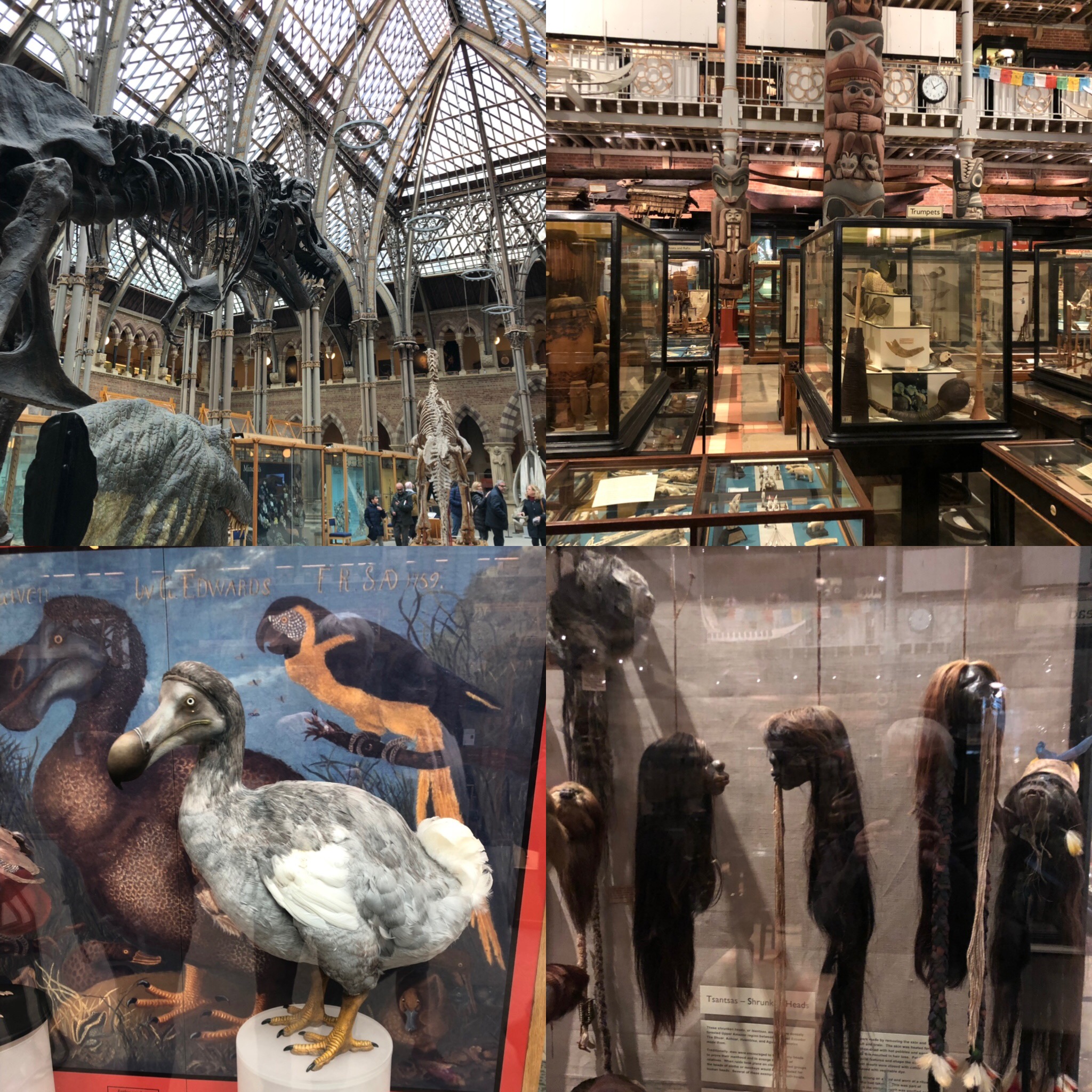 Inside The Oxford Natural History Museum and Pitt Rivers Museum
