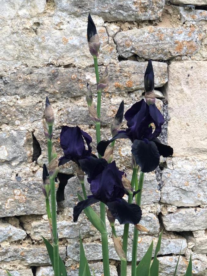 Our Favourite Irises In Our Garden