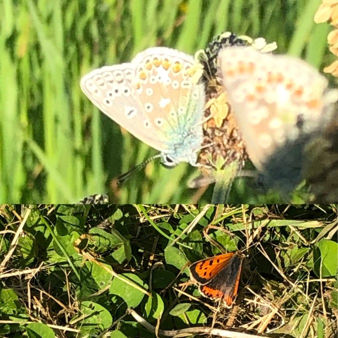 Common Blue And Little Copper Butterflies