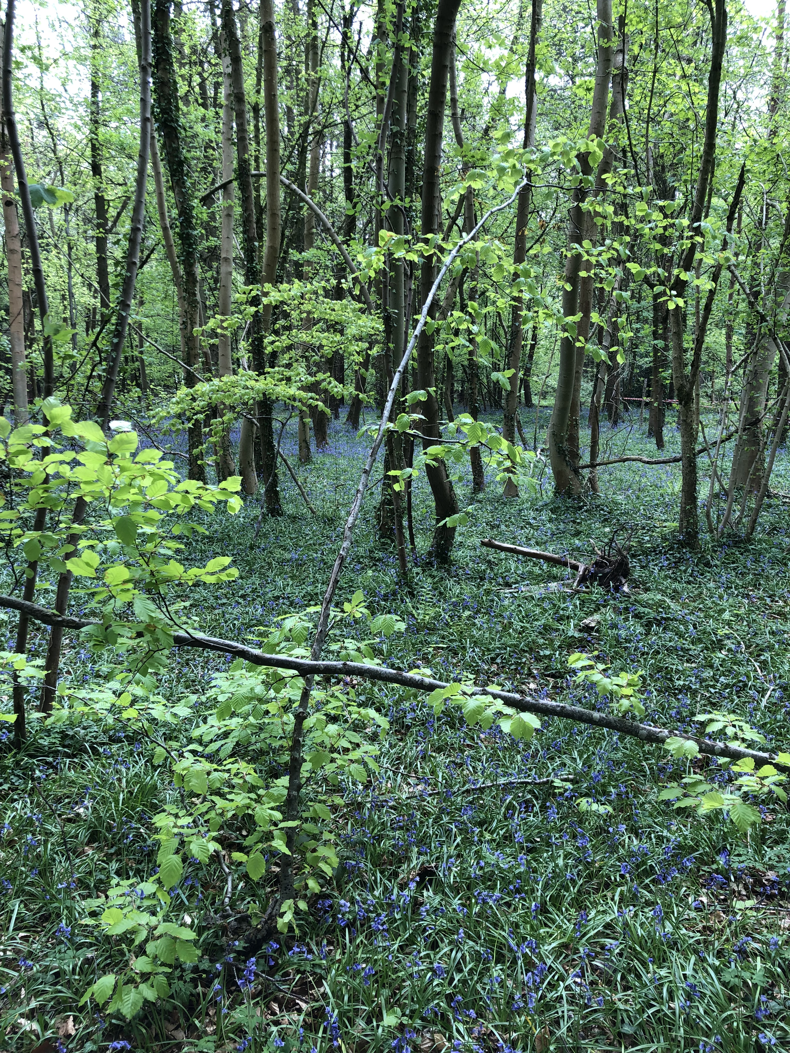 Bluebell Woods Near Nailsworth, Gloucestershire