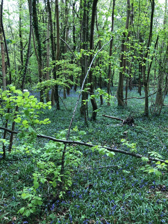 Bluebell Woods Near Nailsworth, Gloucestershire