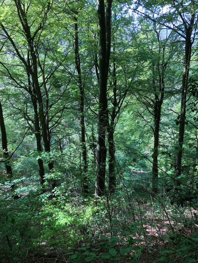 Sunlight Through Trees Near Owlpen