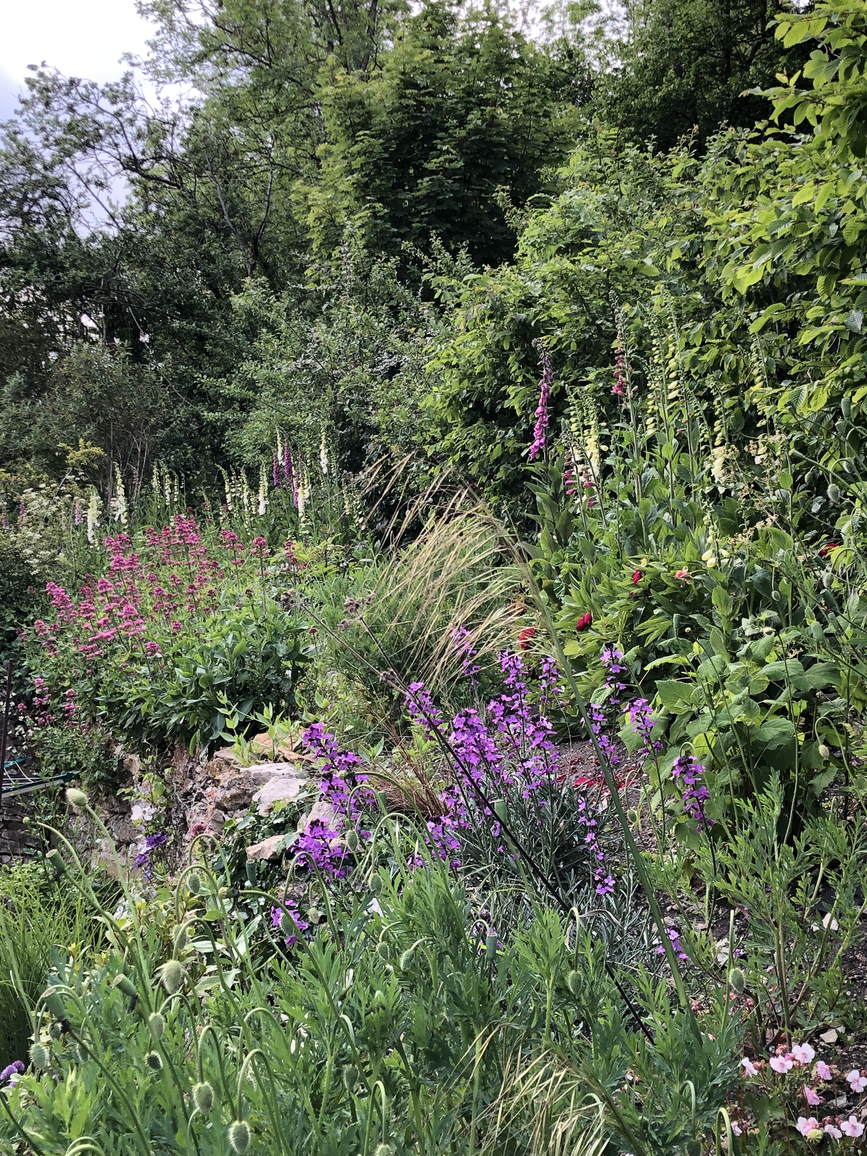 Foxgloves, Erigeron, Geraniums And Flowering Weeds At The Back Of Our House