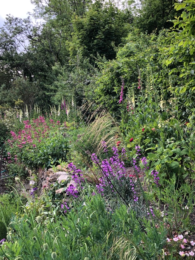 Foxgloves, Erigeron, Geraniums And Flowering Weeds At The Back Of Our House