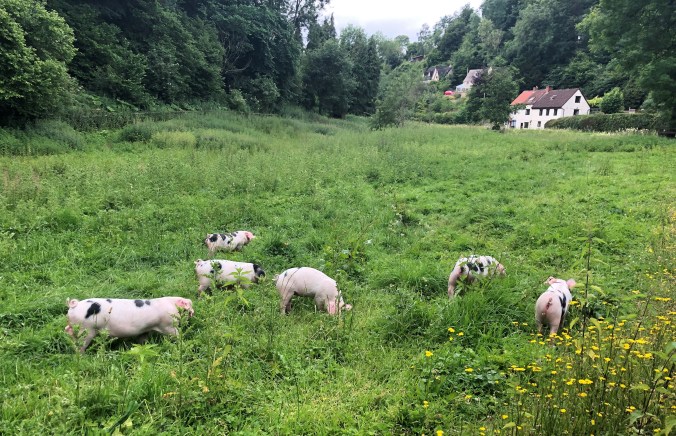 Jolly Newcomers - Just For A Week - In A Field On The Way To Nailsworth