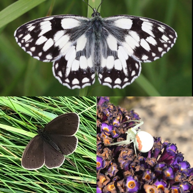 Marbled White and Ringlet Butterflies and A Crab Spider