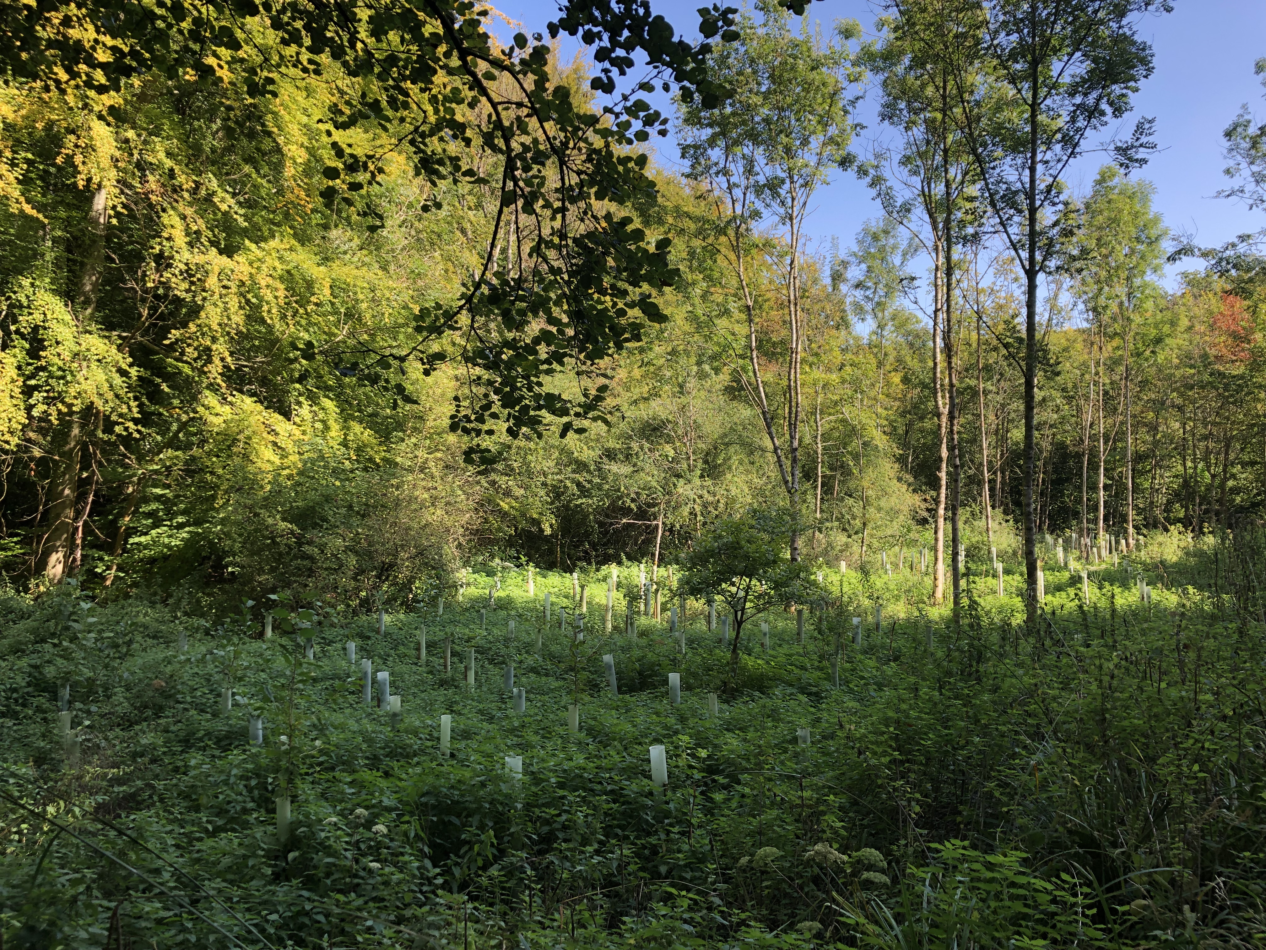 Local Tree Planting Scheme To Reduce Flooding