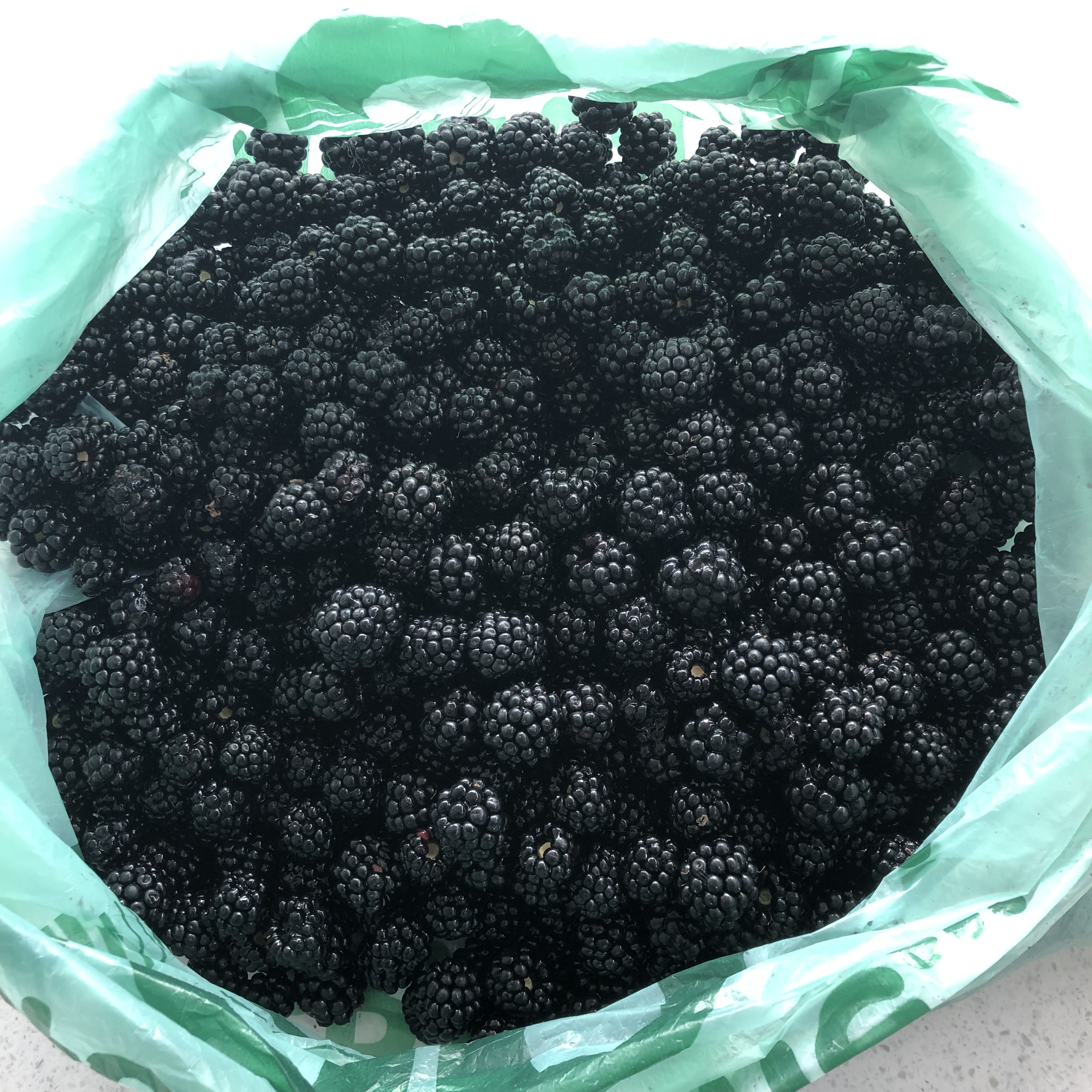 Masses Of Wild Blackberries Picked In Less Than 30 Minutes
