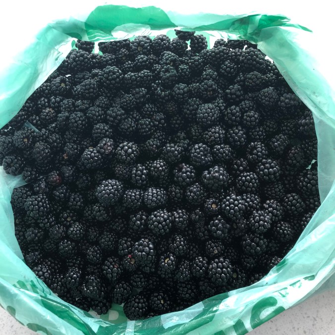 Masses Of Wild Blackberries Picked In Less Than 30 Minutes