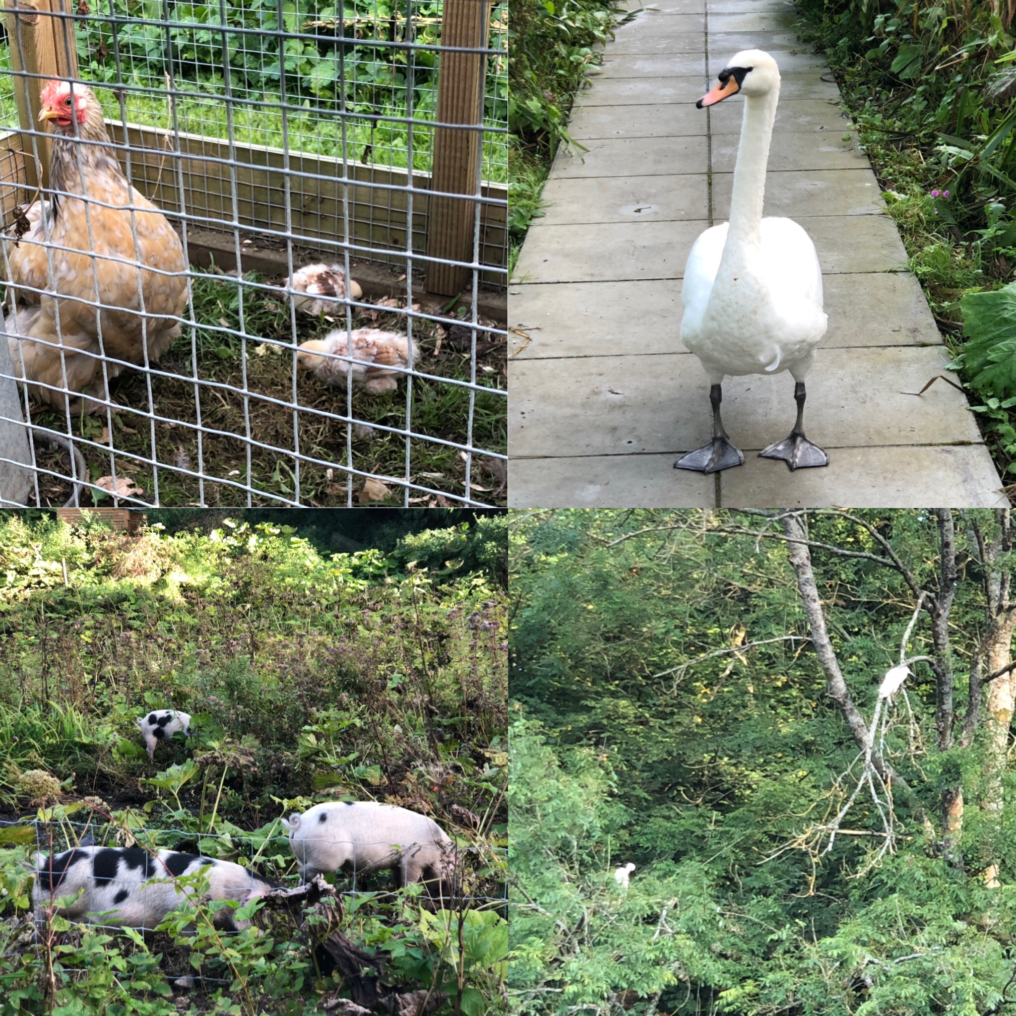 Local Wildlife - New Chicks, Lonely Swan, Foraging Old Spot Pigs And, If You Look Carefully, Little Egrets