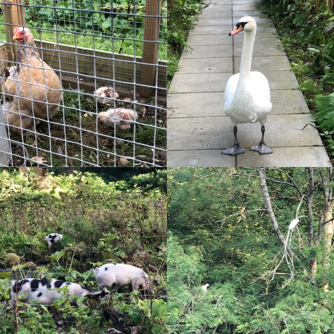 Local Wildlife - New Chicks, Lonely Swan, Foraging Old Spot Pigs And, If You Look Carefully, Little Egrets