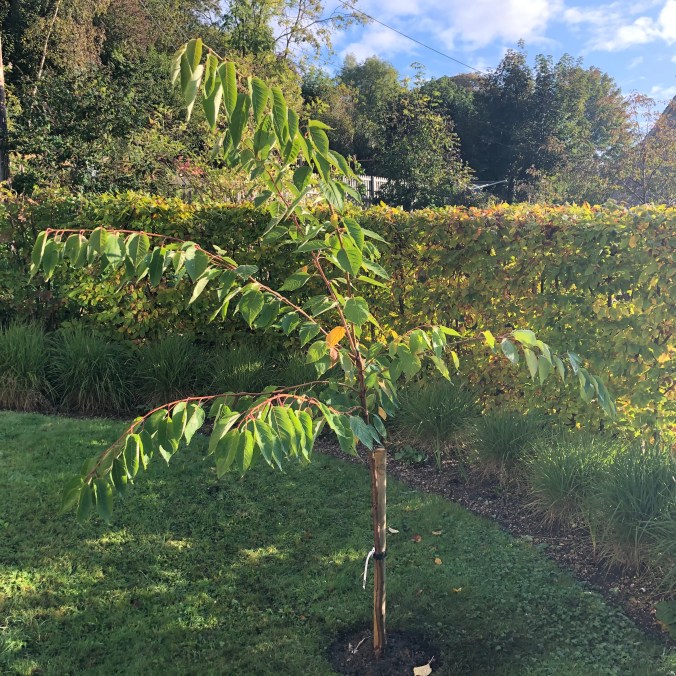 Our Newly Planted Cherry Tree
