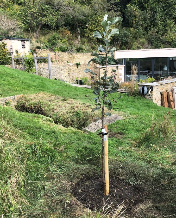 Our Newly Planted Whitebeam
