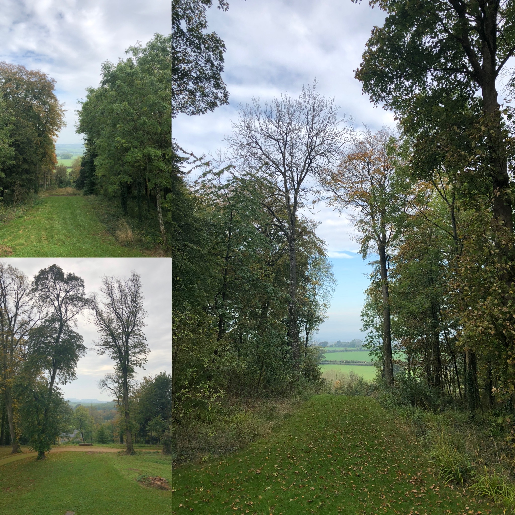 The Newt: Views Through The Woodland