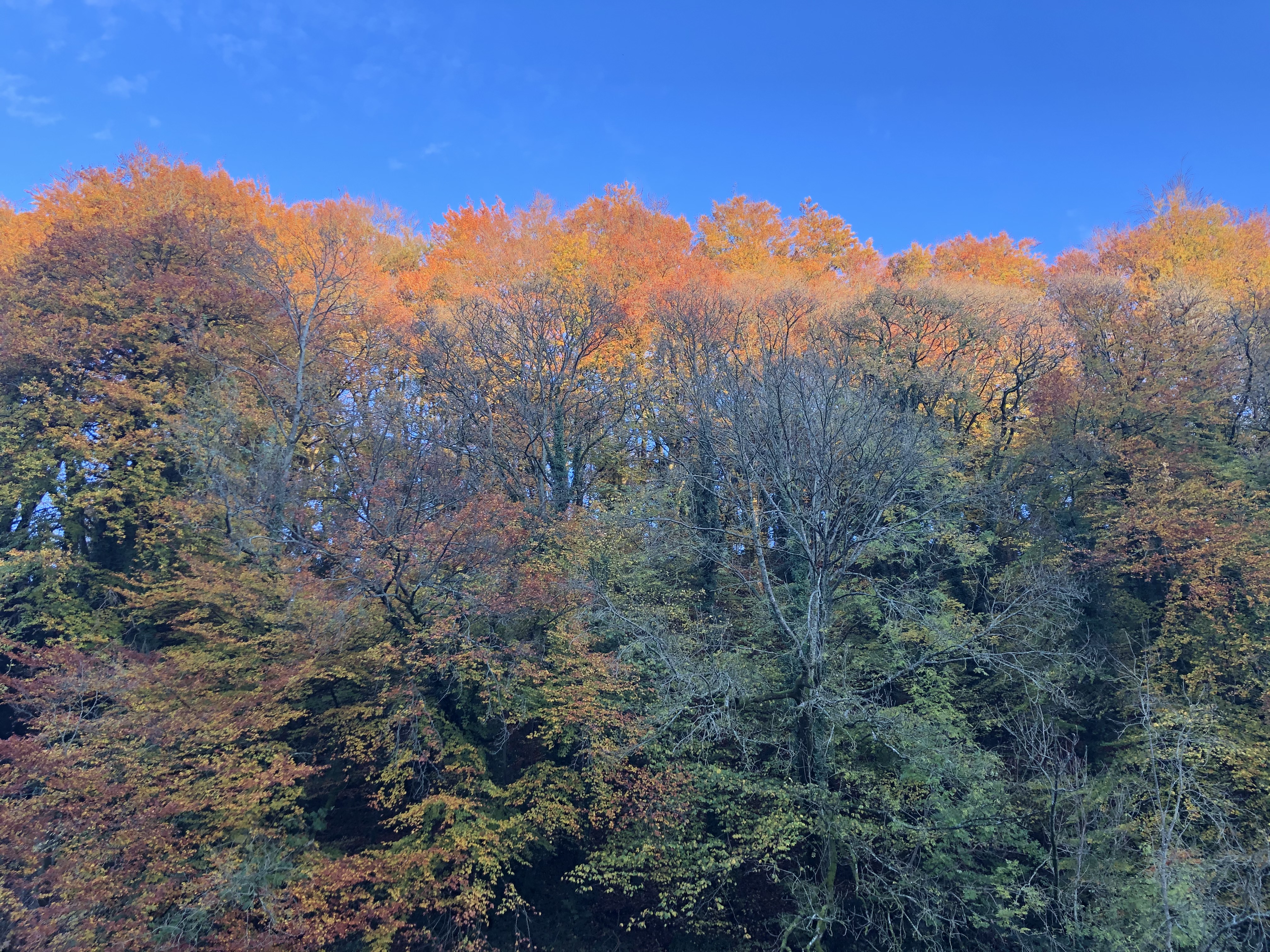 Sun Catching The Tops Of Trees In Ruskin Mill Valley