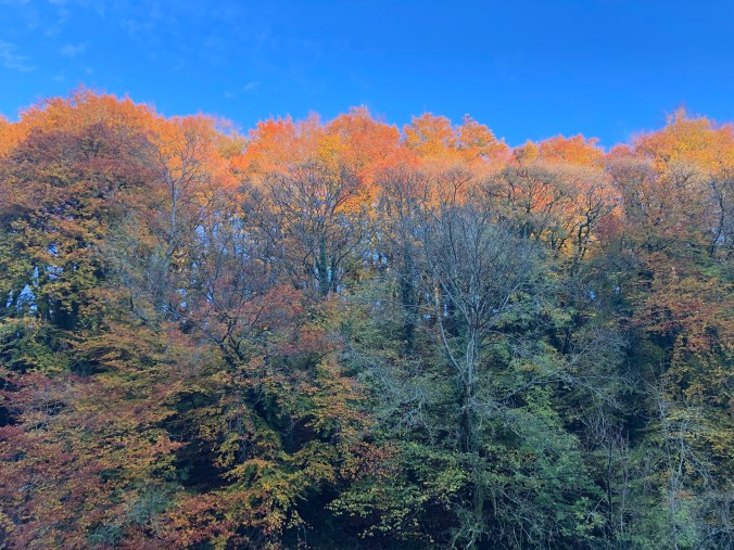 Sun Catching The Tops Of Trees In Ruskin Mill Valley