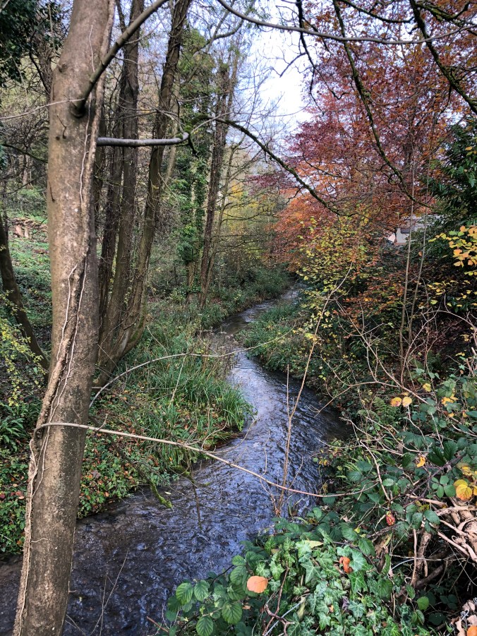 Dipper Habitat On The Outskirts Of Nailsworth