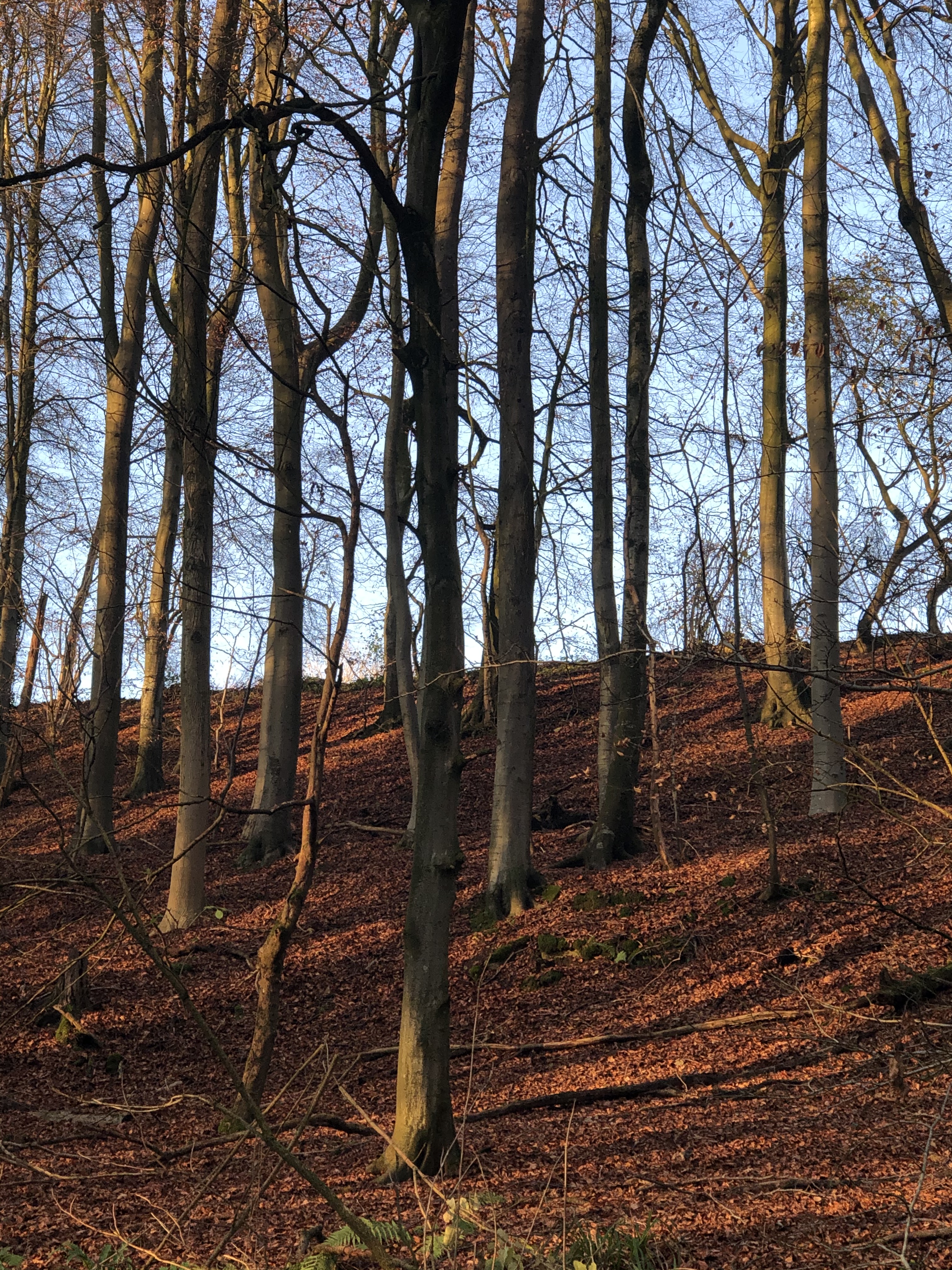 Local Beech Woods