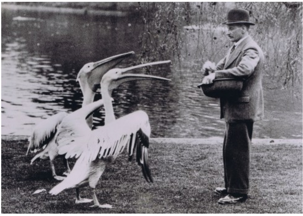 Feeding Pelicans In St James's Park
