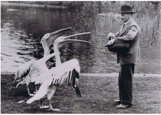 Feeding Pelicans In St James's Park
