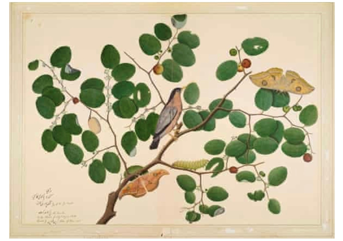 Indian Flora And Fauna By Shaikh Zain ud-Din (1780)