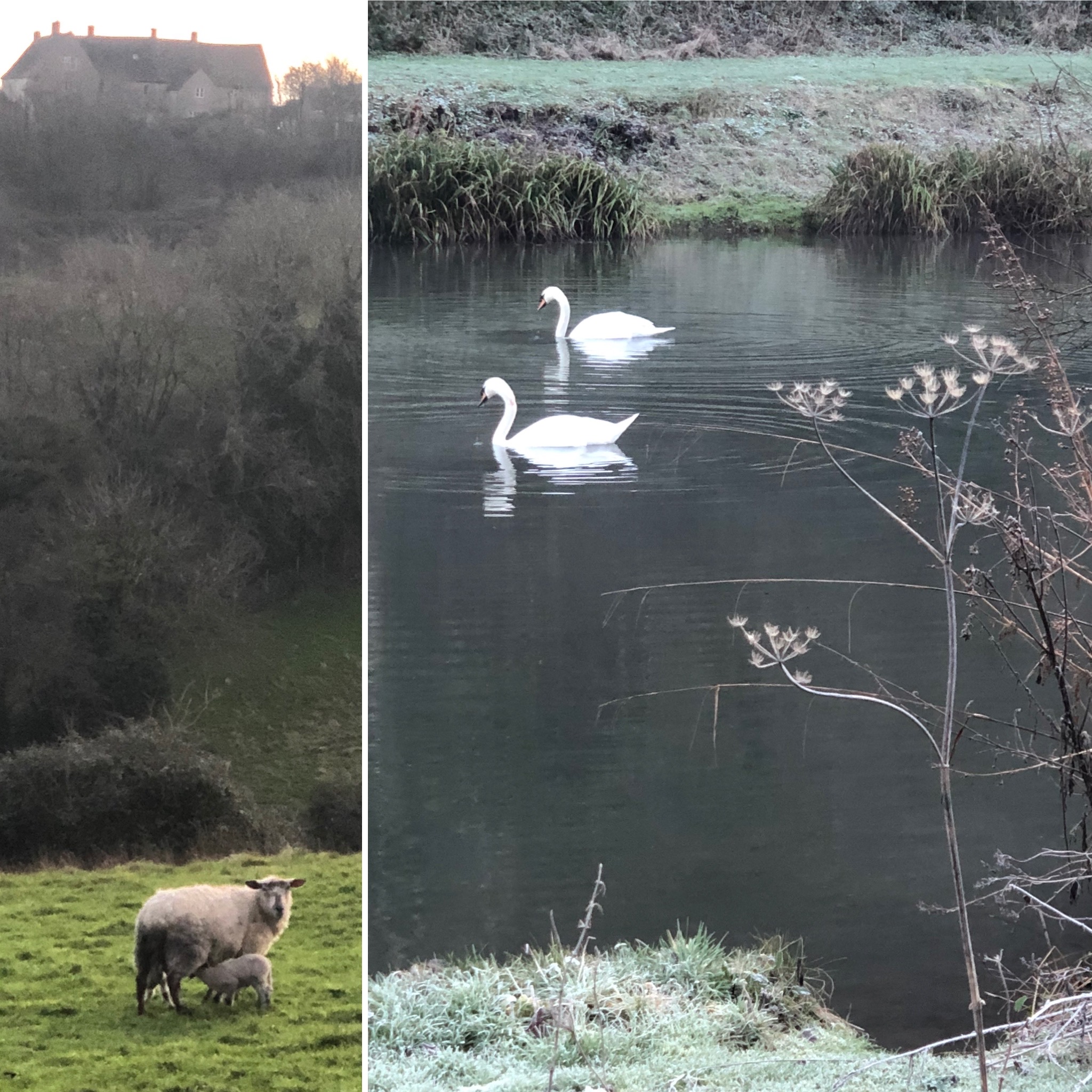 Early Lambs And Swans In Love?