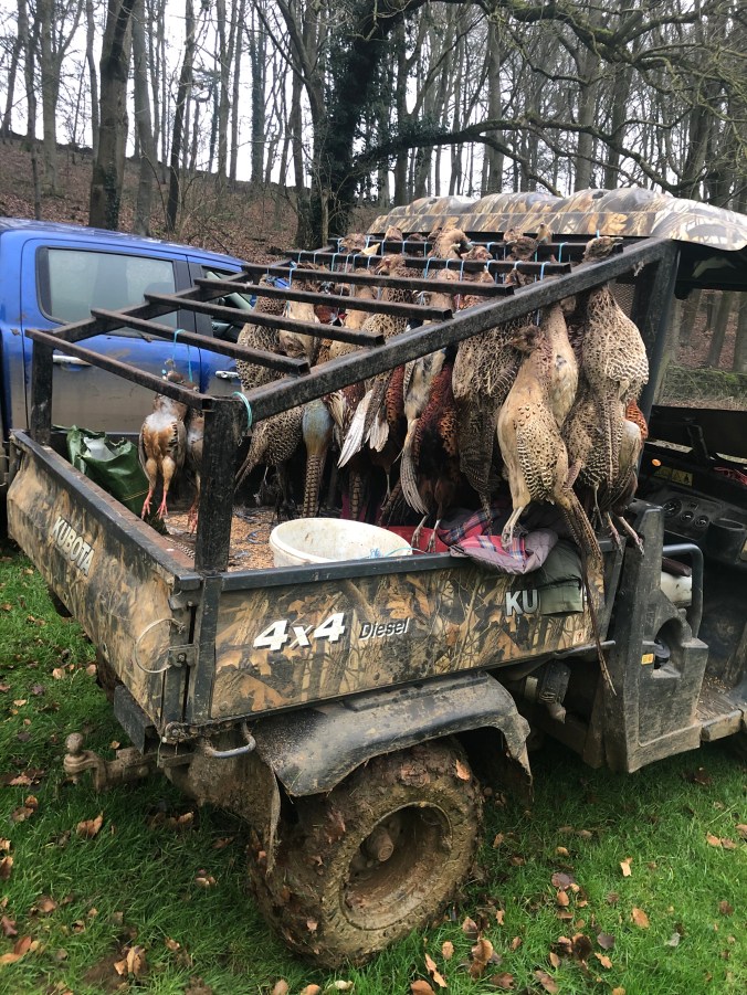 Unfortunate Pheasants