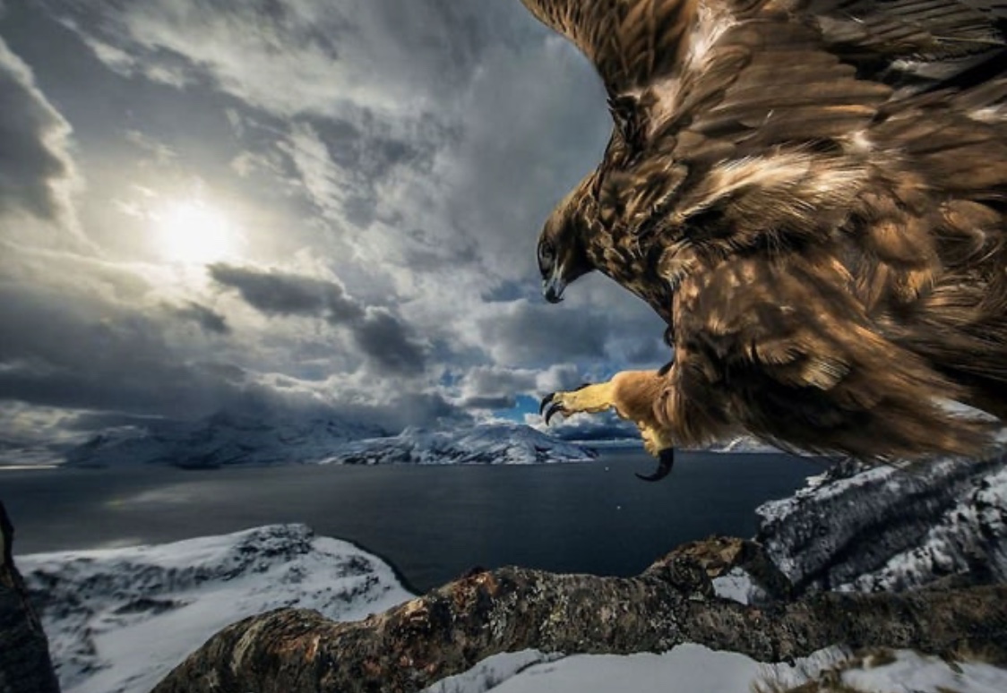 Wildlife Photographer Of The Year: Winner Of The Birds Behaviour Section, Auden Rikardsen