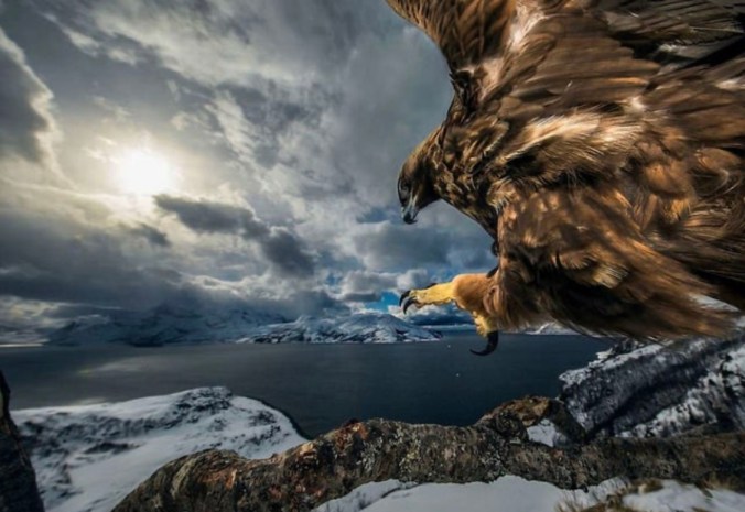 Wildlife Photographer Of The Year: Winner Of The Birds Behaviour Section, Auden Rikardsen