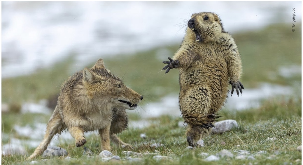 Overall Winner of Wildlife Photoprapher Of The Year 2019: The Moment By Yongqing Bao. Incredible Photo!