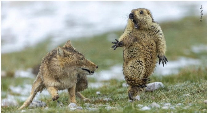 Overall Winner of Wildlife Photoprapher Of The Year 2019: The Moment By Yongqing Bao.  Incredible Photo!