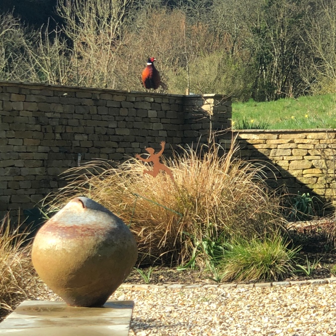 Increasingly Bold Pheasant In Our Garden
