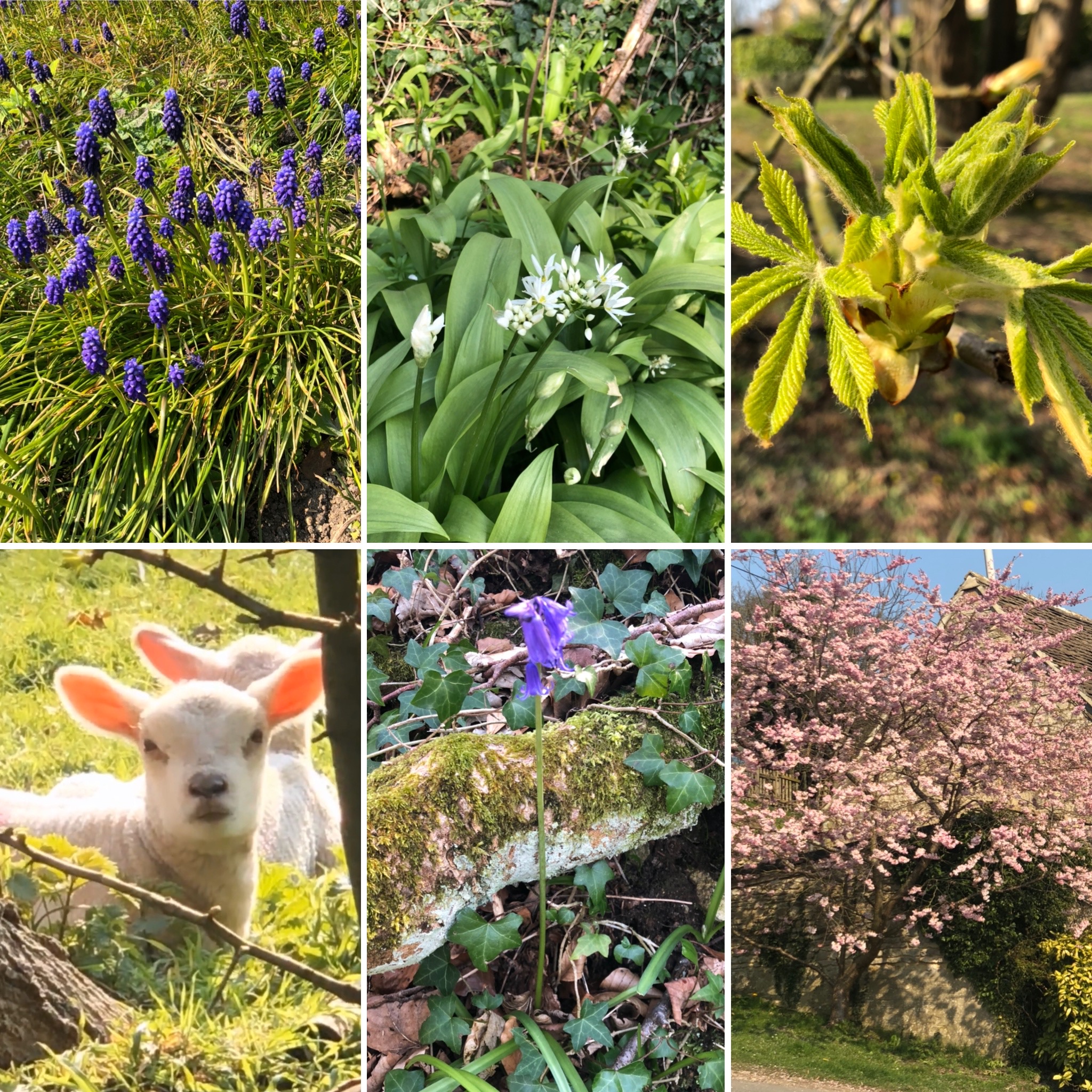 Lovely Signs Of Spring Alongside My Walks