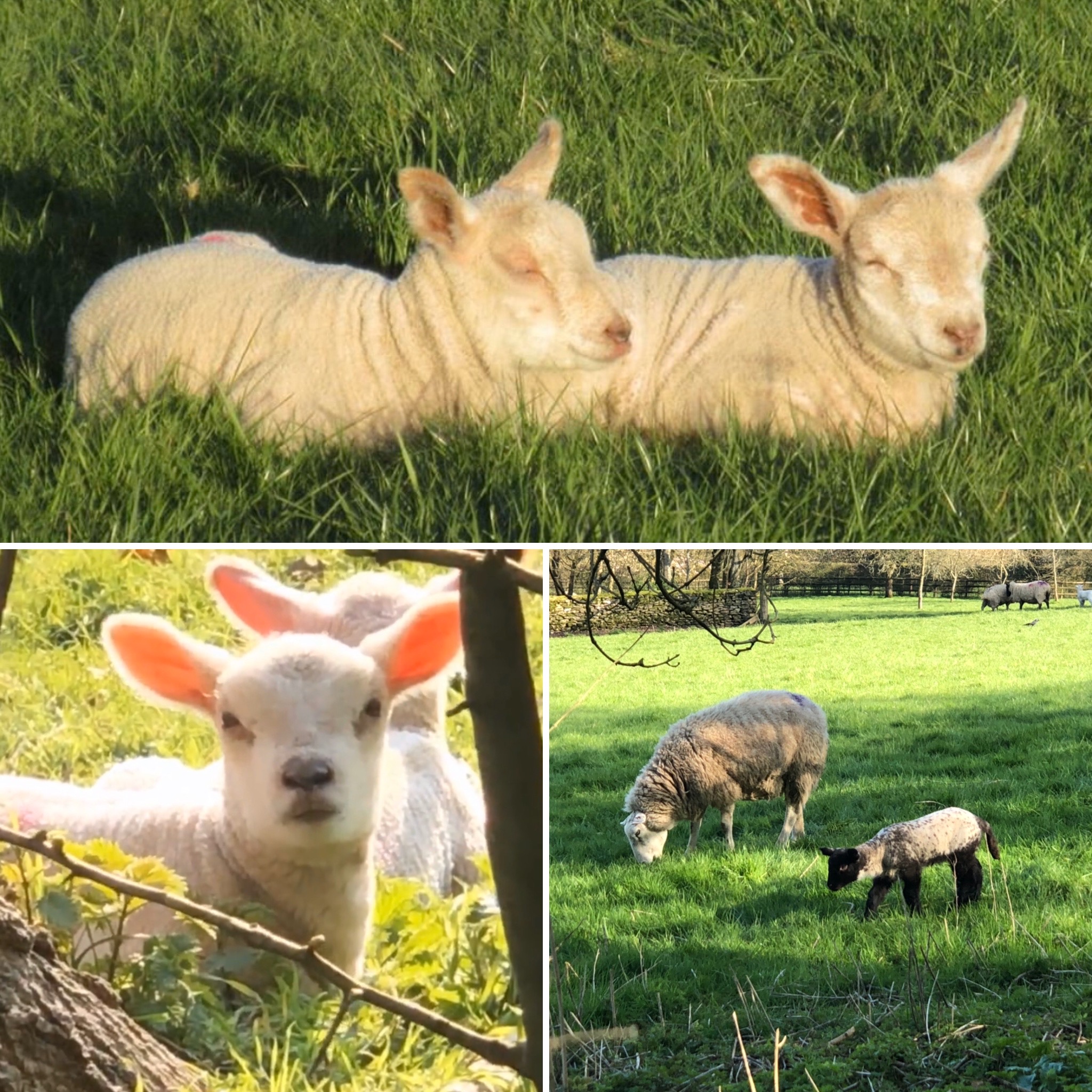 Spring Lambs.  Watching Them Gambol In The Field Opposite Our House Is A Rare Privilege