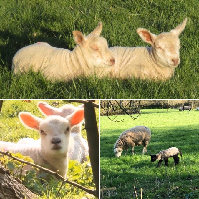 Spring Lambs.  Watching Them Gambol In The Field Opposite Our House Is A Rare Privilege