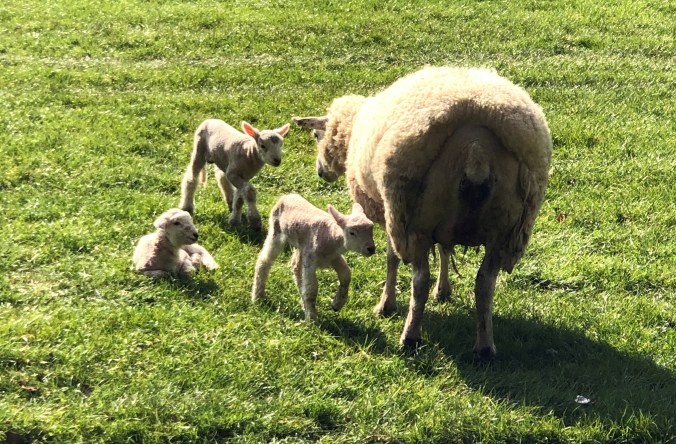 New Life, Blissfully Unaware of Covid-19