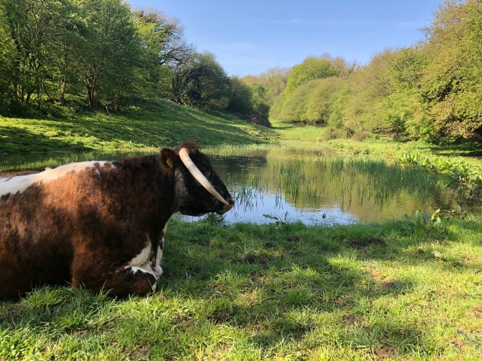 Longhorn Cow Enjoying The Same Views As Me